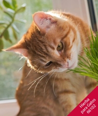 Sub foto SIG.INTERN. PROH. COMER