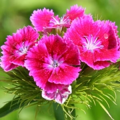 Foto principal SIG.INTERN. PROH. COMER