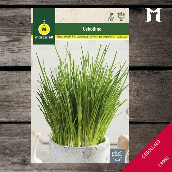 Foto principal CEBOLLINO RAINBOW