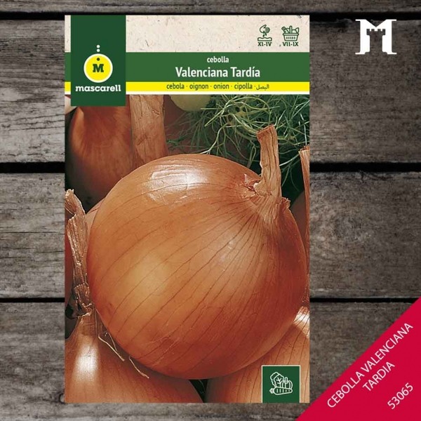 Foto principal CEBOLLA VALENCIA GRANO EVA RAINBOW