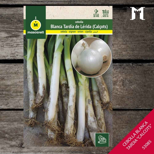 Foto principal CEBOLLA BLANCA TARDIA-CALCOTS 42013