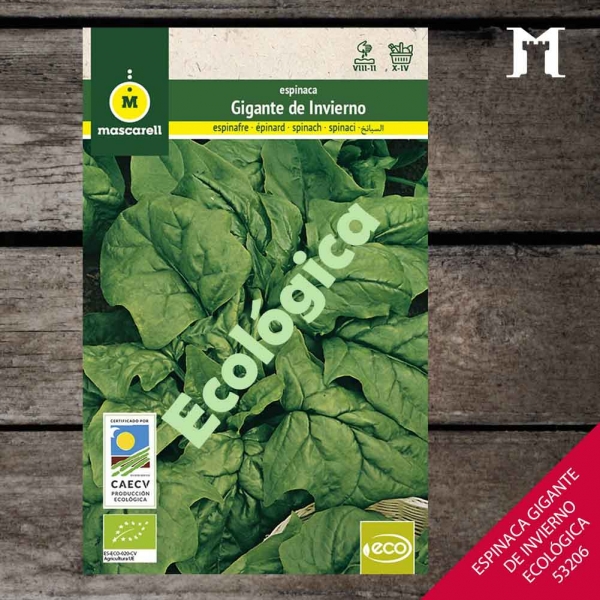 Foto principal ESPINACA DE INVIERNO ECOLOGICA