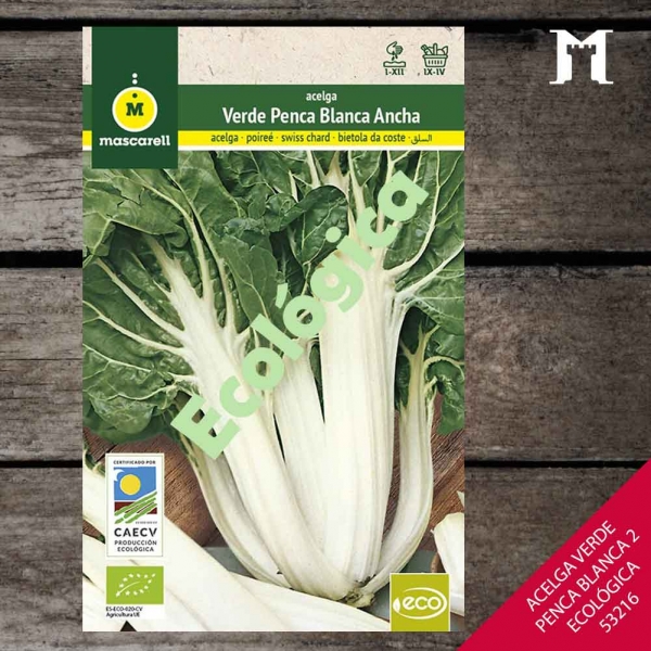 Foto principal ACELGA VERDE PENCA BLANCA 2 ECOLOG.