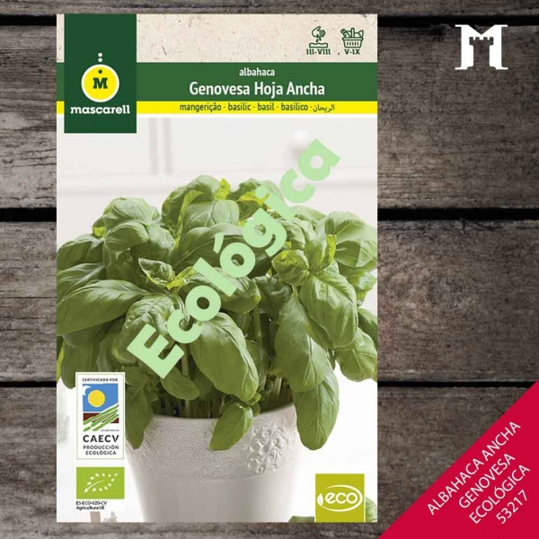 Foto principal ALBAHACA ANCHA GENOVESA ECOLOGICA