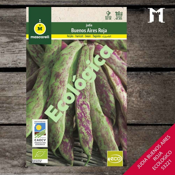 Foto principal JUDIA BUENOS AIRES ROJA ECOLOGICA R