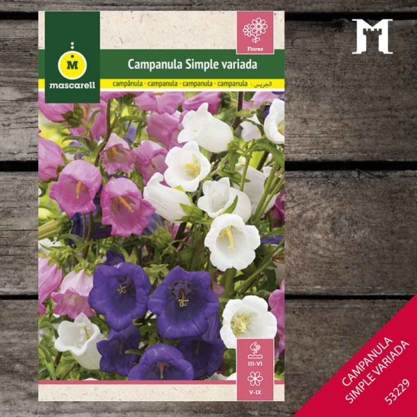 Foto principal CAMPANULA SIMPLE RAINBOW