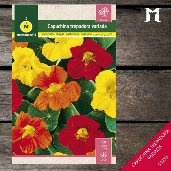 Foto principal CAPUCHINA TREPADORA RAINBOW