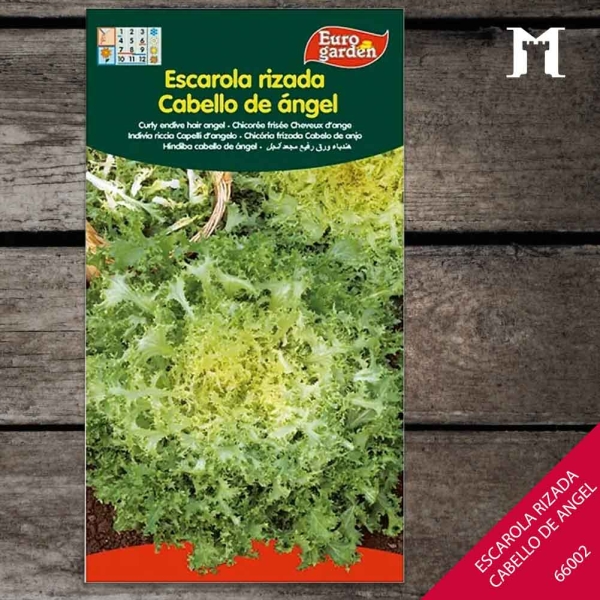 Foto principal ESCAROLA RIZADA CABELLO DE ANGEL