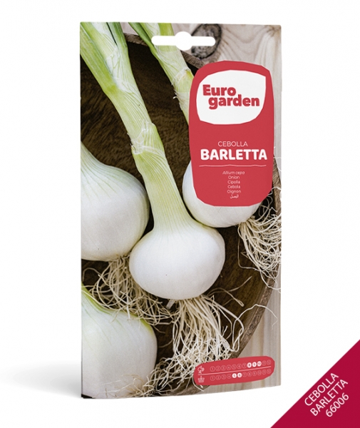 Foto principal CEBOLLA BARLETTA 0041