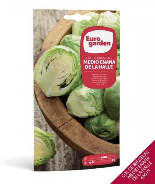 Foto principal COL BRUSELAS MEDIO ENANA DE LA HALLE