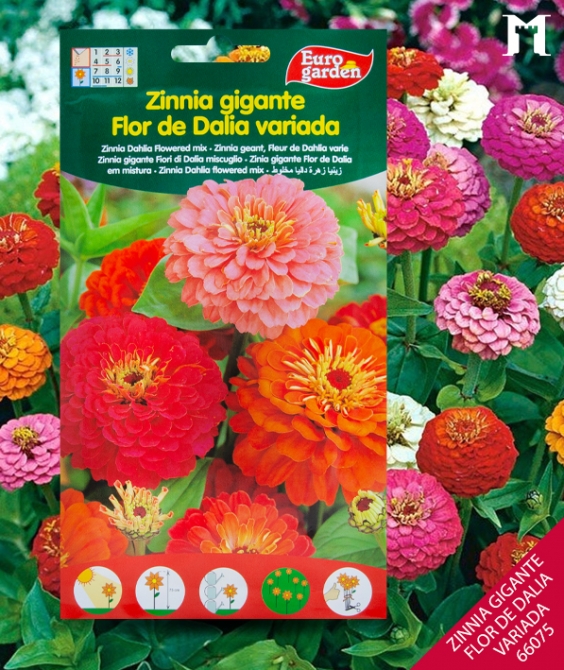 ZINNIA GIGANTE FLOR DE DALIA VARIAD